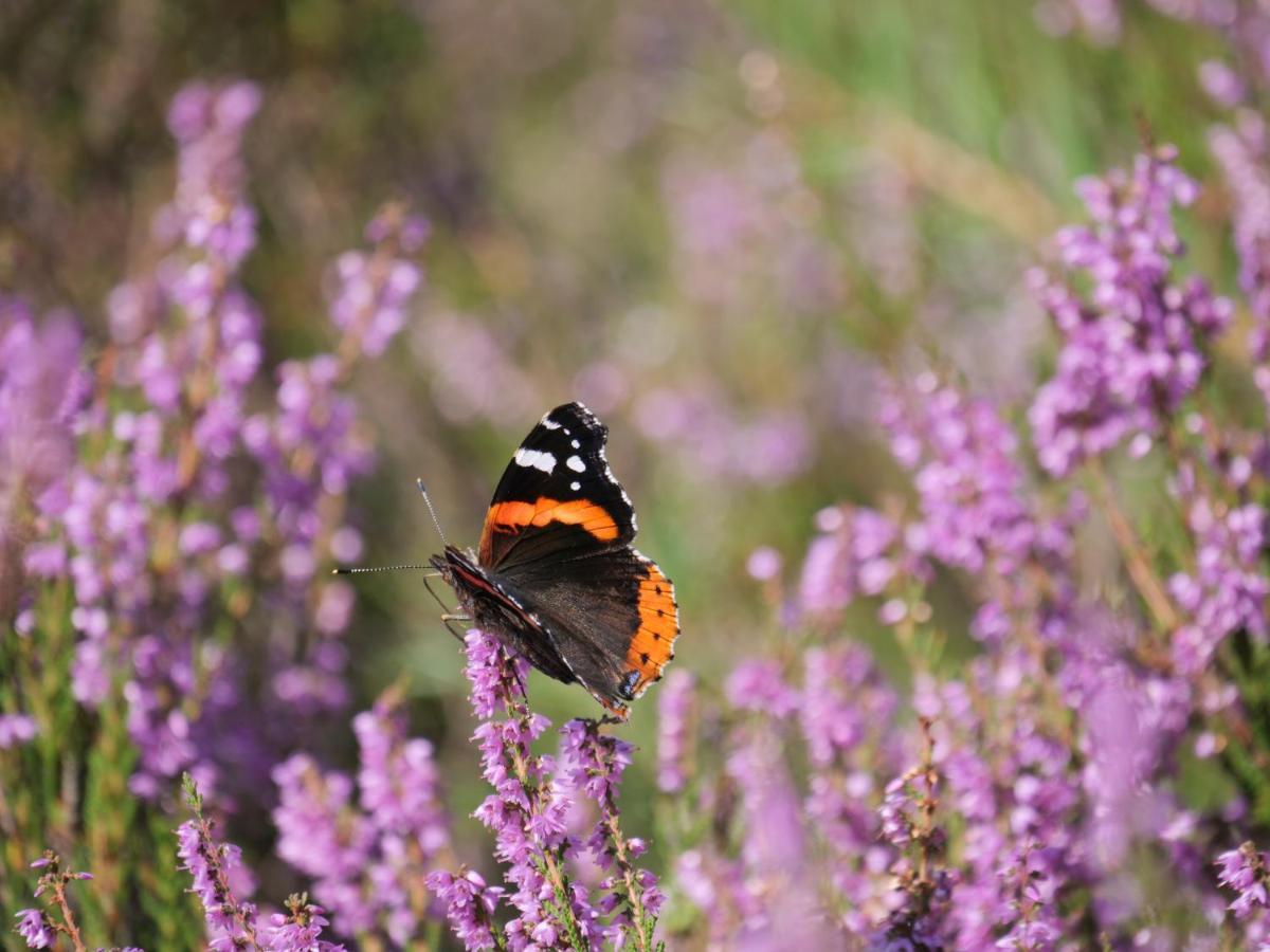 La Vita Veluwe Wapenveld 外观 照片